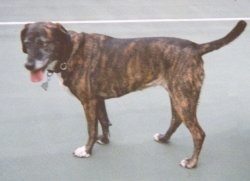 The left side of a Treeing Tennessee Brindle dog standing across a green surface, its mouth is open, its tongue is out and it is looking forward.