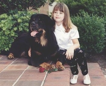 A black with tan Tibetan Mastiff is laying at the top of a brick step and to the right of it is a blonde haired girl sitting on the staircase.