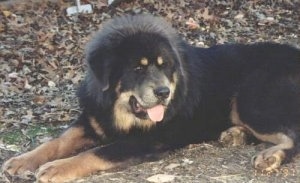 The front left side of a black with tan Tibetan Mastiff that is laying across a dirt surface and it is looking to the right.