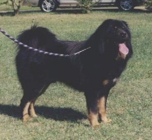The right side of a black with tan Tibetan Mastiff is standing across a grass surface, it is looking up and to the right. Its mouth is open and its tongue is sticking out.