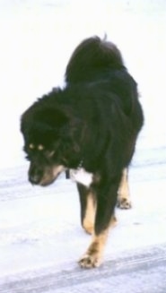 A black with tan and white Tibetan Mastiff is walking across a snowy surface and it is looking down at the snow.