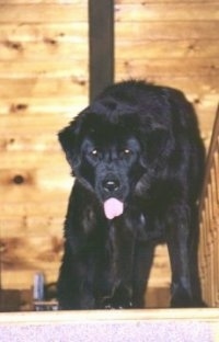 A black Tibetan Mastiff is standing at the top of a staircase, its head is lowered, it is looking forward, its mouth is open and its tongue is sticking out.