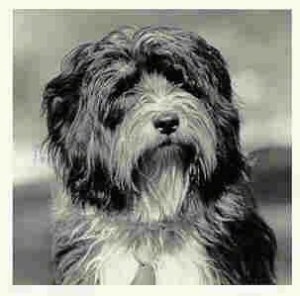 Close up front view - A shaggy looking, black and white photo of a Tibetan Terrier that is sitting down looking to the right.
