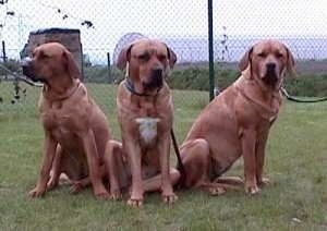 Three Tosas are sitting in a field and there is a chainlink fence behind them. The extra large dogs are lined up in a row.
