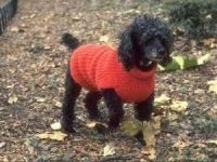The front right side of a black Toy Poodle that is wearing a red sweater and it is walking across the ground that has fallen leaves on it.