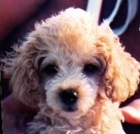 Close up head shot - An apricot Toy Poodle is sitting in a persons lap and it is looking forward. It has a dark nose and dark round eyes.