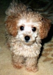 Close up - A small, wavy coated, tan with brown Toy Poodle dog standing on a rug and it is looking forward. It has a black nose and wide round black eyes.