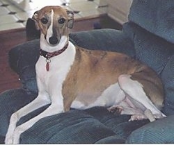 The right side of a white with brown Whippet that is sitting across a blue couch. The dog has long front legs and a skinny snout.