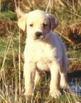A yellow Labrador Retriever puppy is standing in grass and there is a small amount of water around it.