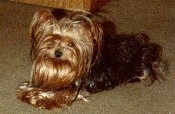 The left side of a long coated, black and golden brown Yorkie is laying across a carpeted floor.