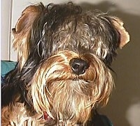 Close up head shot - A black and brown Yorkie dog with long-hair is looking forward. The hair on its head is covering up its eyes like a sheepdog. It has a large black nose and small ears that fold to the sides.