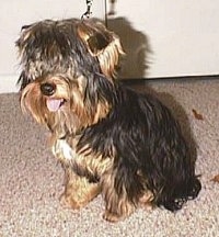 The front left side of a black and brown Yorkie with long hair that his hanging over completely covering up its eyes. The Yorkie dog is sitting on a carpeted surface. Its mouth is open and its tongue is sticking out. It has small triangular fold over ears.