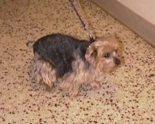 The right side of a black and brown Yorkshire Terrier that is standing across a floor. It has a docked tail and a black nose.