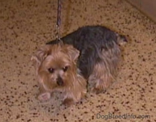 A black and brown Yorkie is standing on a brown spotted floor looking forward. It has small triangular ears that hang down to the front and a small docked tail.