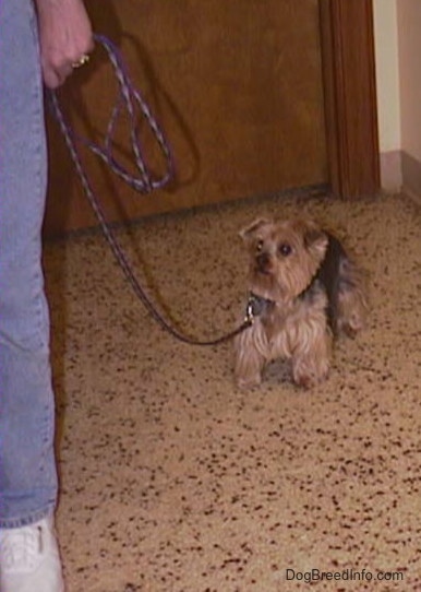 A brown and black Yorkie is standing in the back of a room towards a wooden door. It is looking forward at a person holding its leash. The dog has small triangular ears that fold forward at the tips, wide round eyes and a black nose. The hair around its face is cut.