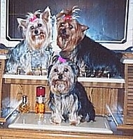 Three Yorkies are sitting on a dresser and they are all looking forward.
