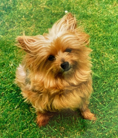 A thick coated tan Yorkshire Terrier dog sitting on a grass surface and its head is slightly tilted to the left. It has a black nose and dark eyes.