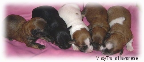 Five newborn puppies are laying down on a pink blanket.