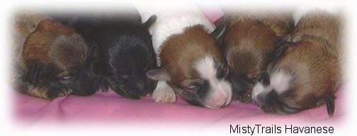 Close up - Five small puppies are sleeping on top of a pink blanket.