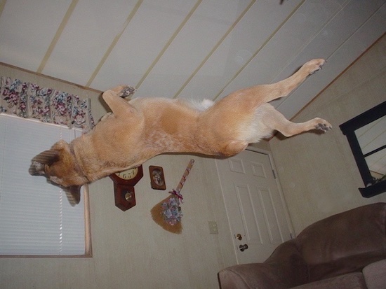 Rydr the Australian Heeler is 180 degrees off of the ground during a back flip