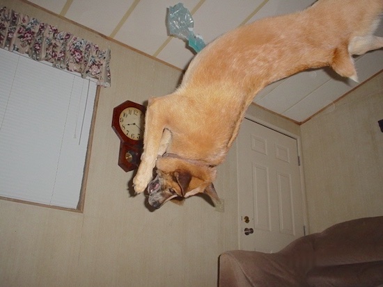 Rydr the Australian Heeler is approximately 250 degrees off of the ground during a back flip
