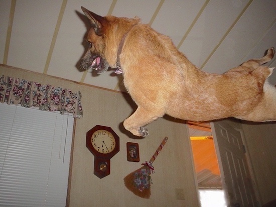 Rydr the Australian Heeler is in the process of landing a back flip in a living room