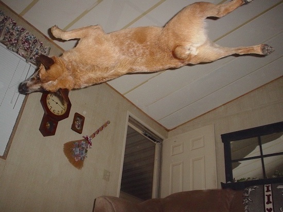 Rydr the Australian Heeler is 180degrees off of the ground during its second back flip
