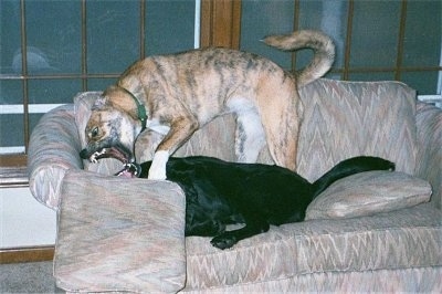 A tiger colored Boxer/Akita mix is biting at a Black Labrador that is laying on its back on top of a couch. Its mouth is wide open and its teeth are showing.