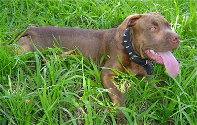 The right side of a brown red-nose American Pit Bull Terrier puppy thjat is laying down in grass with its mouth open and its tongue out.