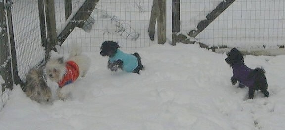 Four dogs in jackets are playing with each other in snow.