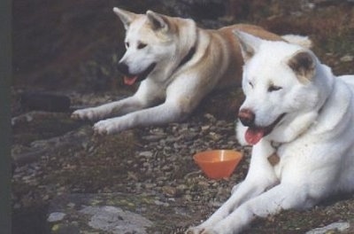 Two Japanese Akita dogs laying in the woods with an orange bowl between them. They have small perk ears that are set wide apart and squinty eyes.