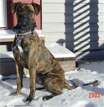The left side of a brindle with white Alano Español that is sitting in snow in front of steps