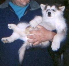 A black and white Alaskan Malamute puppy is being carried by a person