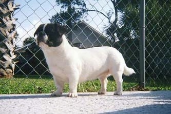 The front left side of a white with black American Bullnese that is standing in front of a fence