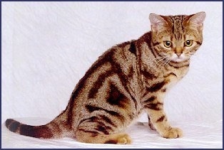 American Shorthair Tabby kitten sitting on a white backfrop towards the right side and its head is turned to face the camera