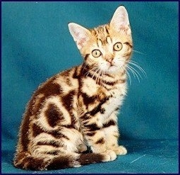 American Shorthair tabby kitten is sitting on a blue backdrop and looking towards the camera