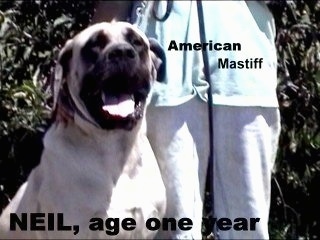 A tan American Mastiff Dog is sitting next to a person in a blue shirt. Behind them is a bush and overlayed on the image are the words 'American Mastiff' and 'NEIL, age one year'