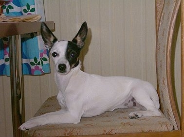 The left side of a white with black and tan Toy Fox Terrier dog laying across a chair and it is looking forward. It has a white body and half of its face is white and the other half is dark black and tan. Its nose is black, its dark eyes are round and it has large pointy perk ears.