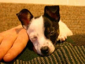 Close up front view head shot - A white with black and tan Toy Fox Terrier puppy is sleeping across a person laying on a couch. It has a small head and little perk ears that stand up with the tips folded to the front. Its nose is black, half of its face is white and the other half is black.