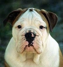 Close Up - A brown with white Aussie Bulldogs headshot.
