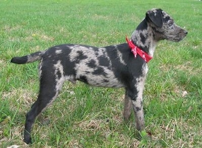The right side of a black merle Atlas Terrier that is wearing a red bandana and it is standing across grass