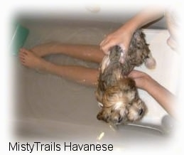 Top down view of a person that is sitting in a tub and they are washing a puppy that is standing on a stand and it is looking to the right.
