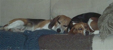 Rex and Bayley the Beagles sleeping on a couch