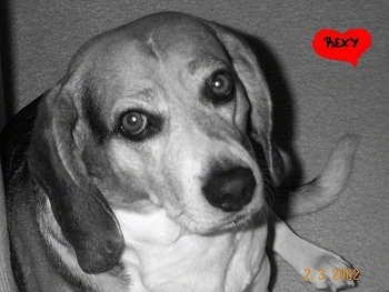 Black and White photo of Rexy the Beagel with the words 'Rexy' overlayed in a tiny red heart