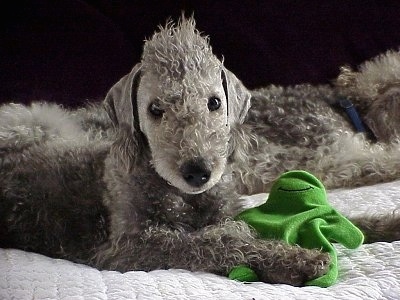 Heavenly Grace the Bedlington Terrier puppy laying on a bed with a flubber toy and another Bedlington Terrier behind her
