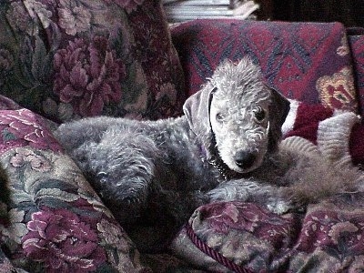 Heavenly Grace the Bedlington Terrier puppy laying on a pillow on a flowered couch