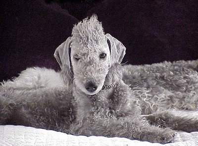 Heavenly Grace the Bedlington Terrier puppy laying on a bed in front of a dog