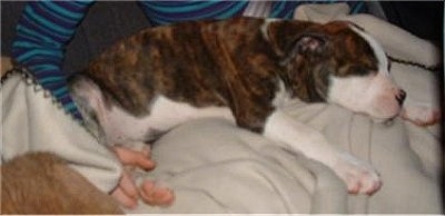 Montana Jo the Banter Bulldogge puppy laying in the lap of a person