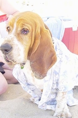 Ralph the Basset Hound sitting in sand with a towel wrapped around him