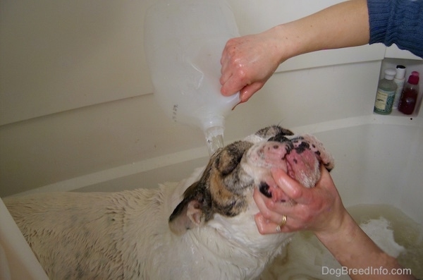 A white with brown and black Bulldog is getting a jug of water poured on his head. A person is touching under the dogs chin holding it up in the air so the dog does not get water up his nose.